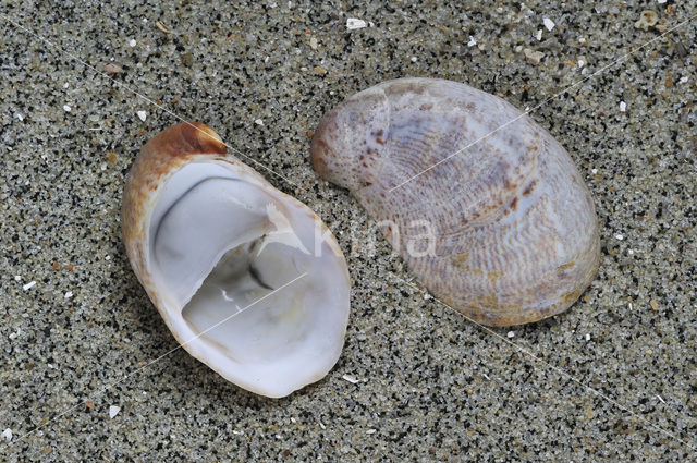 Common Atlantic Slippersnail (Crepidula fornicata)