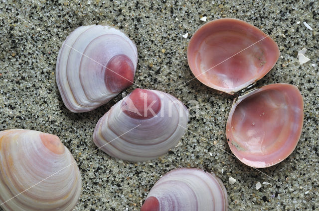 Baltic Tellin (Macoma balthica)