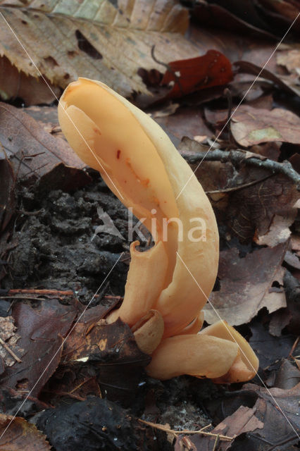 Hare’s ear (Otidea onotica)