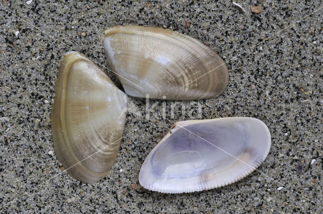 Banded Wedge-shell (Donax vittatus)