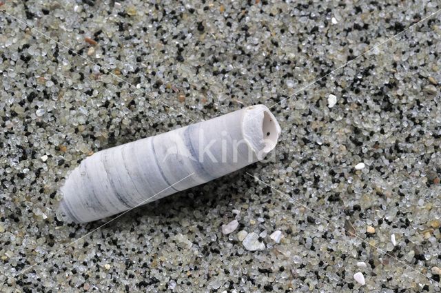 Elephant’s-tusk Shell (Dentalium entalis)