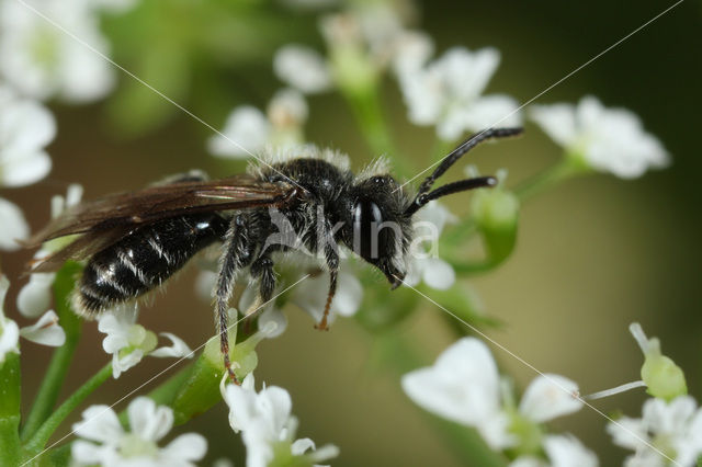 Glimmende dwergzandbij (Andrena minutuloides)