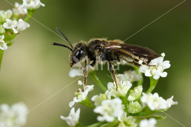 Glimmende dwergzandbij (Andrena minutuloides)