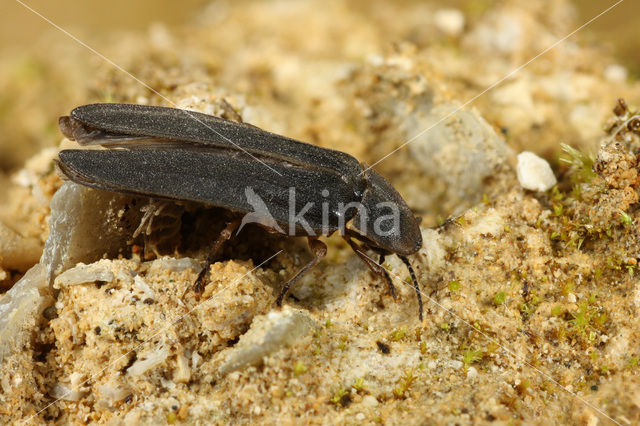 Glow worm (Lampyris noctiluca)