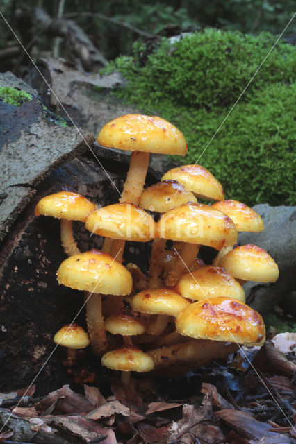 golden Scalycap (Pholiota aurivella)