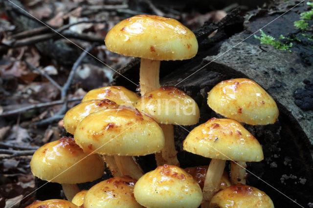 Goudvliesbundelzwam (Pholiota aurivella)