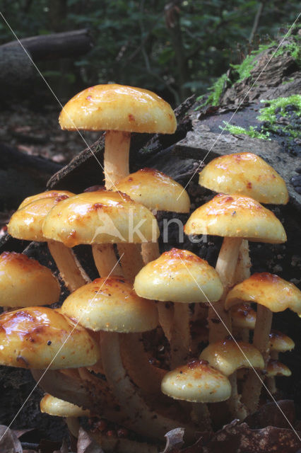 Goudvliesbundelzwam (Pholiota aurivella)