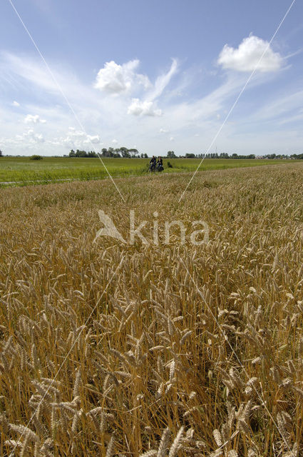 Grain