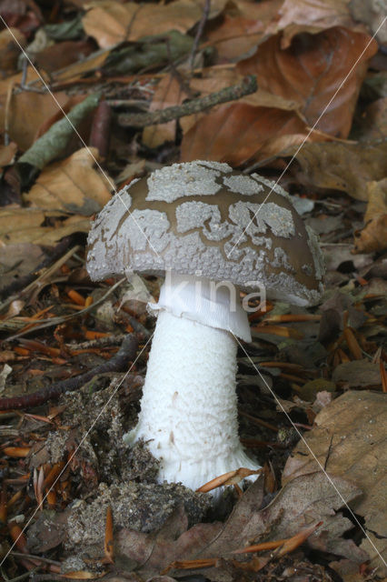 Grauwe amaniet (Amanita excelsa)