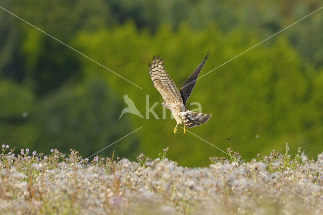 Montagu’s Harrier (Circus pygargus)