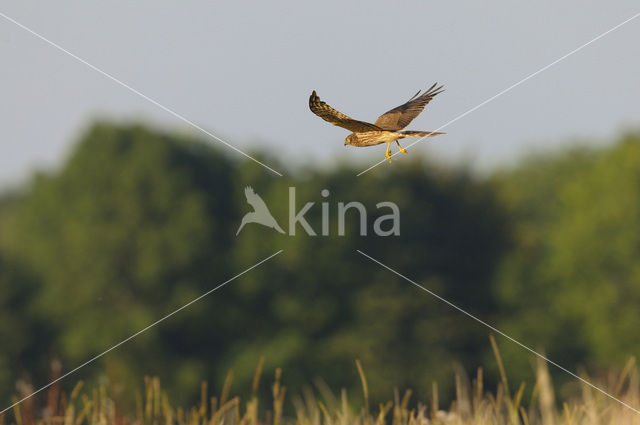 Montagu’s Harrier (Circus pygargus)