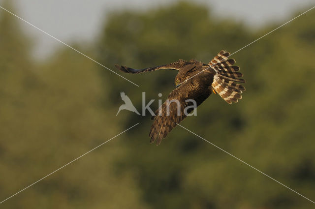 Montagu’s Harrier (Circus pygargus)