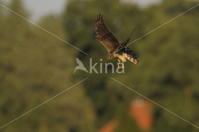 Montagu’s Harrier (Circus pygargus)