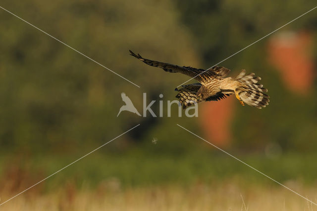 Montagu’s Harrier (Circus pygargus)