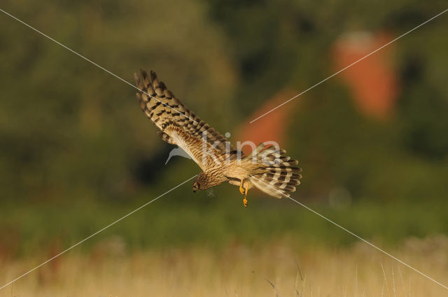 Montagu’s Harrier (Circus pygargus)