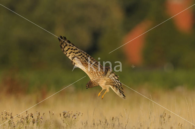 Montagu’s Harrier (Circus pygargus)