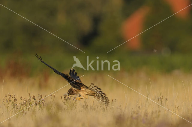 Montagu’s Harrier (Circus pygargus)