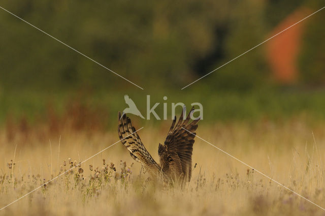 Montagu’s Harrier (Circus pygargus)