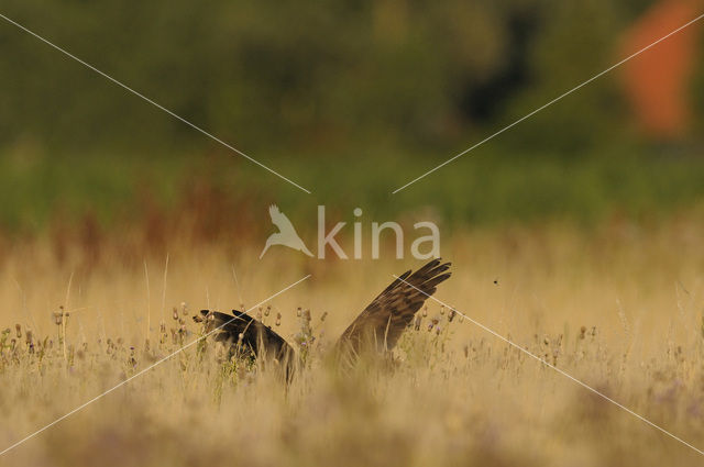 Montagu’s Harrier (Circus pygargus)