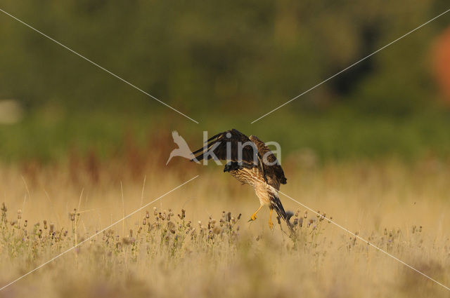 Montagu’s Harrier (Circus pygargus)