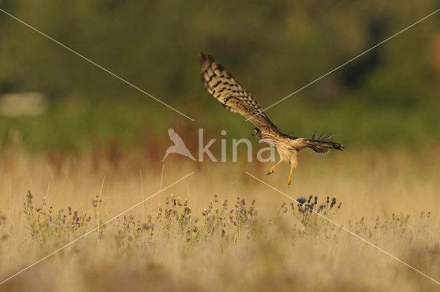 Montagu’s Harrier (Circus pygargus)