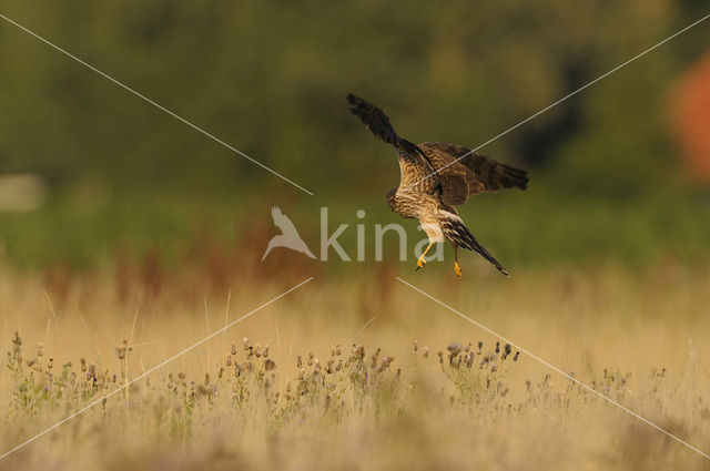 Montagu’s Harrier (Circus pygargus)