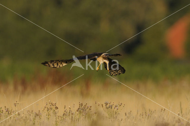 Montagu’s Harrier (Circus pygargus)