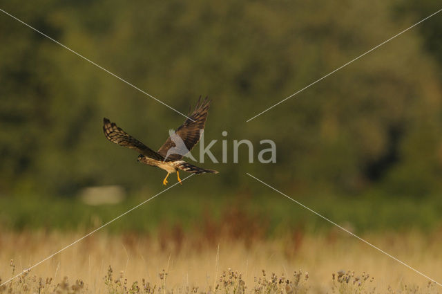 Montagu’s Harrier (Circus pygargus)