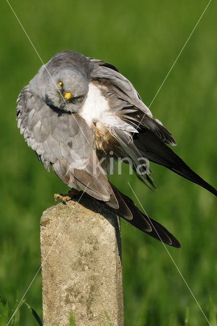 Montagu’s Harrier (Circus pygargus)