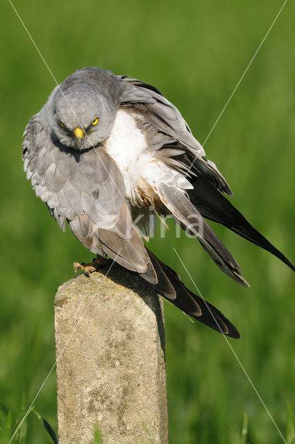 Montagu’s Harrier (Circus pygargus)