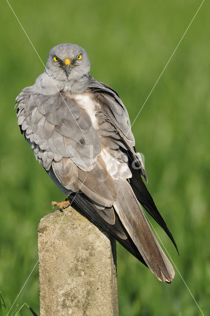 Montagu’s Harrier (Circus pygargus)