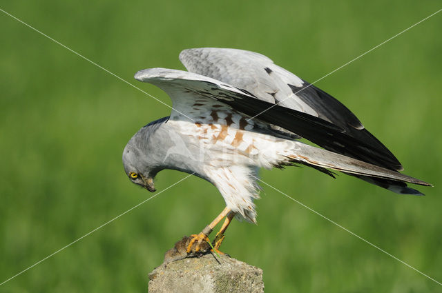 Montagu’s Harrier (Circus pygargus)