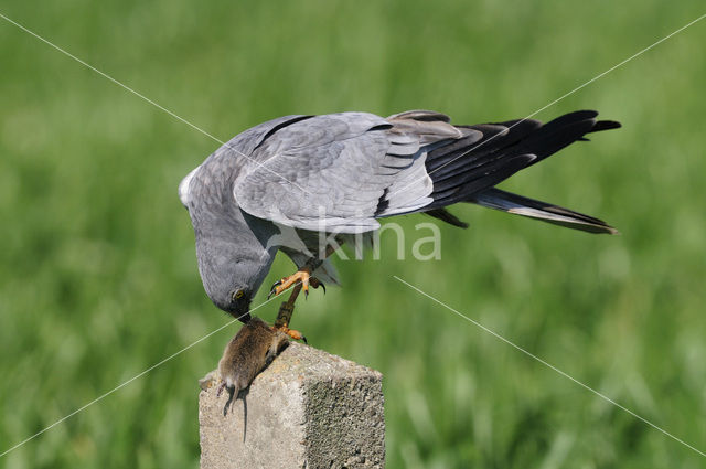 Montagu’s Harrier (Circus pygargus)