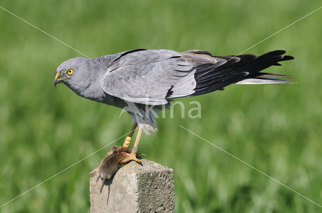 Montagu’s Harrier (Circus pygargus)