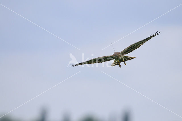 Montagu’s Harrier (Circus pygargus)