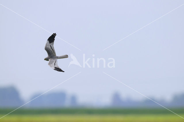 Montagu’s Harrier (Circus pygargus)