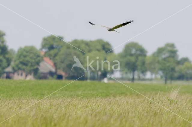 Montagu’s Harrier (Circus pygargus)