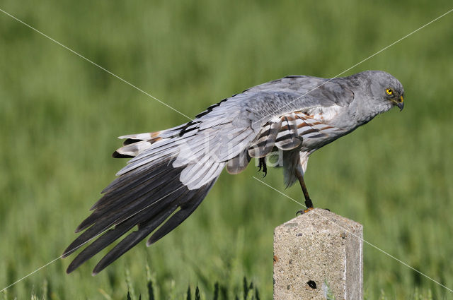 Montagu’s Harrier (Circus pygargus)