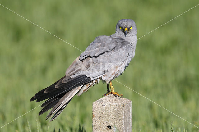 Montagu’s Harrier (Circus pygargus)