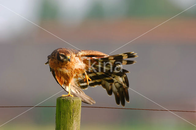 Montagu’s Harrier (Circus pygargus)