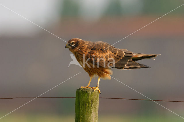 Montagu’s Harrier (Circus pygargus)