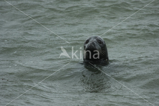 Grey Seal (Halichoerus grypus)