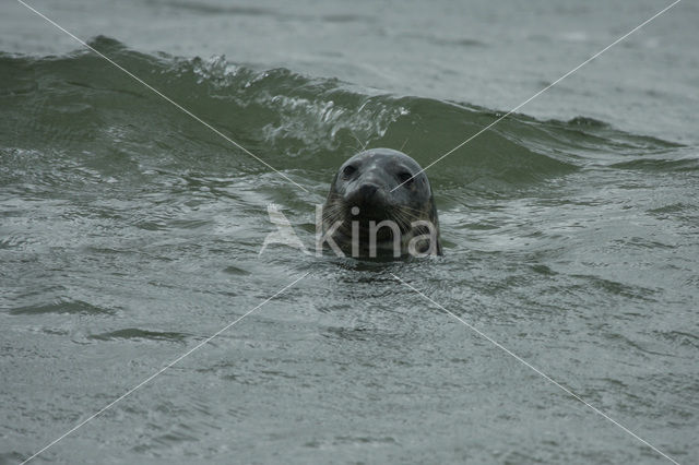 Grey Seal (Halichoerus grypus)