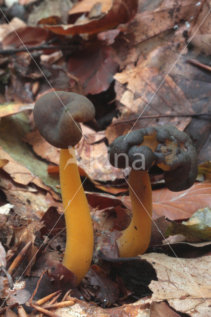 Groene glibberzwam (Leotia lubrica)