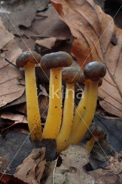 Groene glibberzwam (Leotia lubrica)