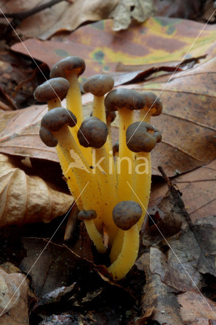 Groene glibberzwam (Leotia lubrica)