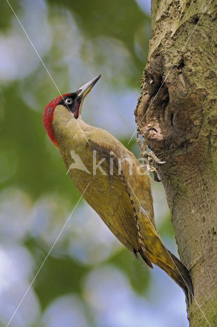 Groene Specht (Picus viridis)