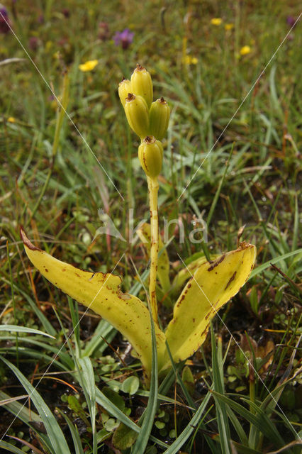 Groenknolorchis