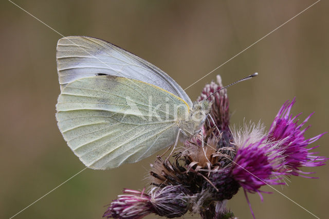 Groot koolwitje (Pieris brassicae)