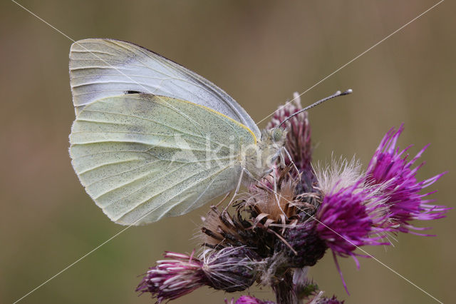 Groot koolwitje (Pieris brassicae)